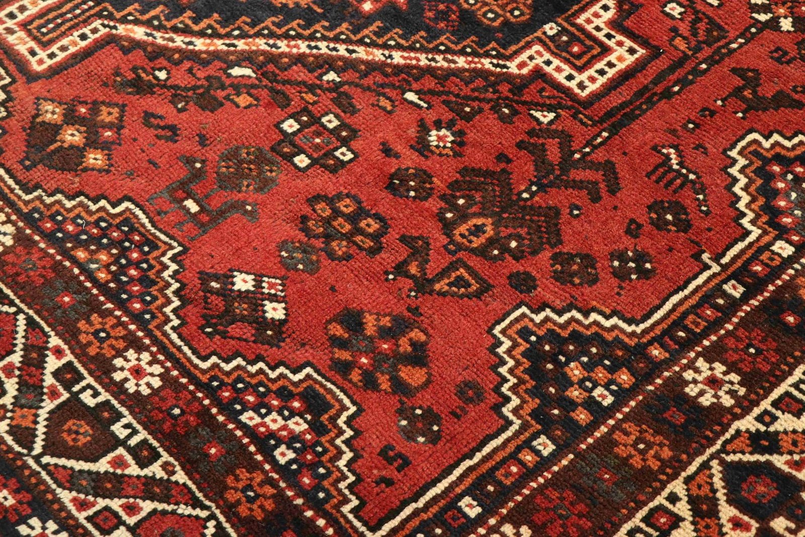 Shiraz 300x207 - Image 5